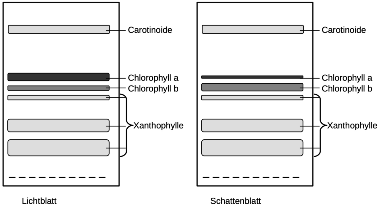 Vergleich von Lichtblatt und Schattenblatt mit Chlorophyll-, Carotinoid- und Xanthophyll-Banden.